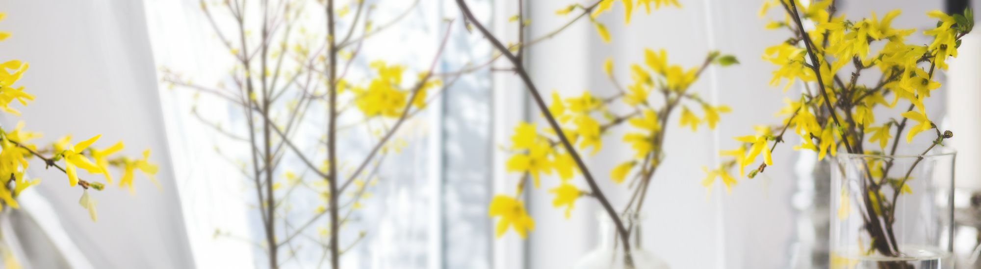 Coltivazione di Cipolle e Aglio